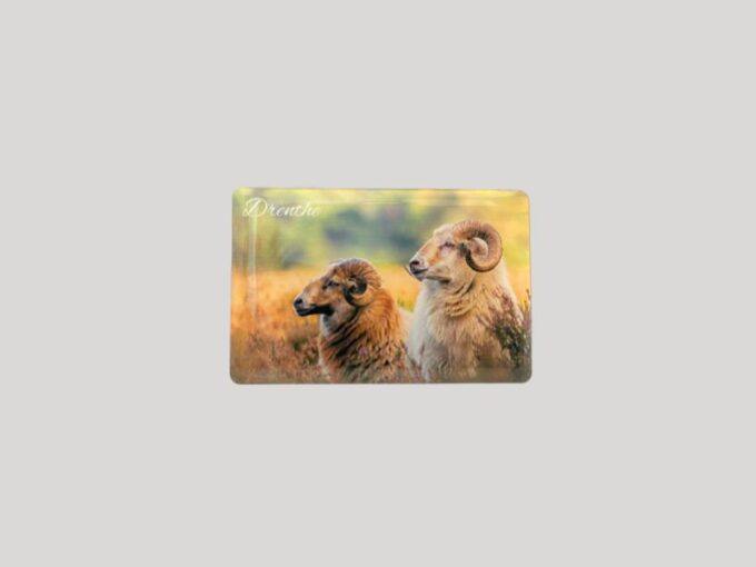 Drenthe Magneet Schapen